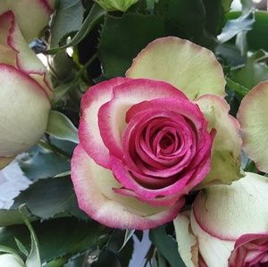 Meet your Posher, Lenore